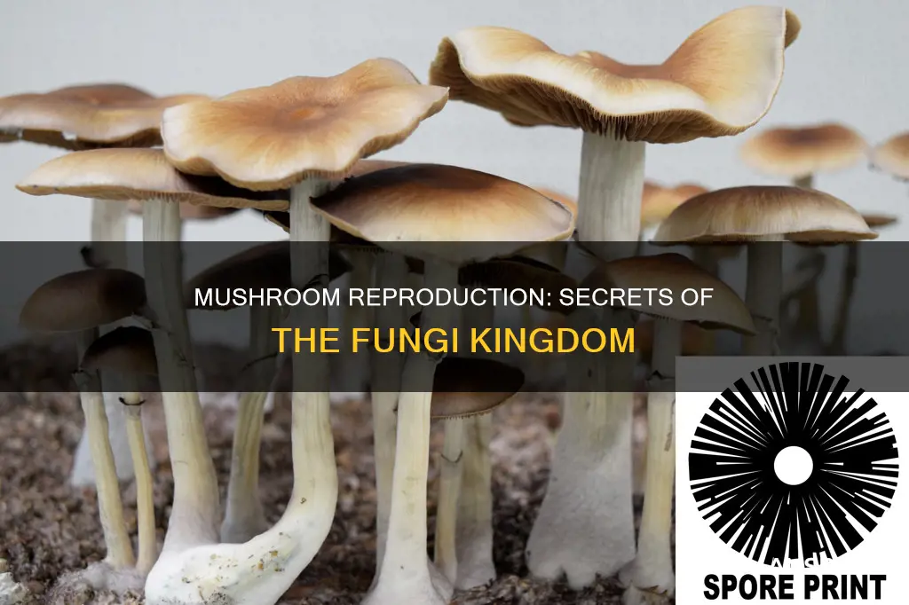 how tdo mushrooms reproduce