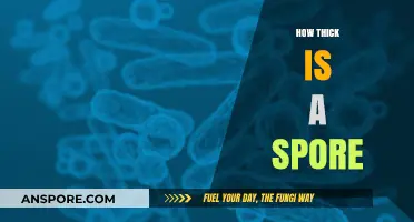 Unveiling the Microscopic World: Understanding Spore Thickness and Structure