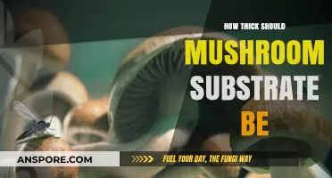 Mushroom Substrate Thickness: How Thick is Too Thick?