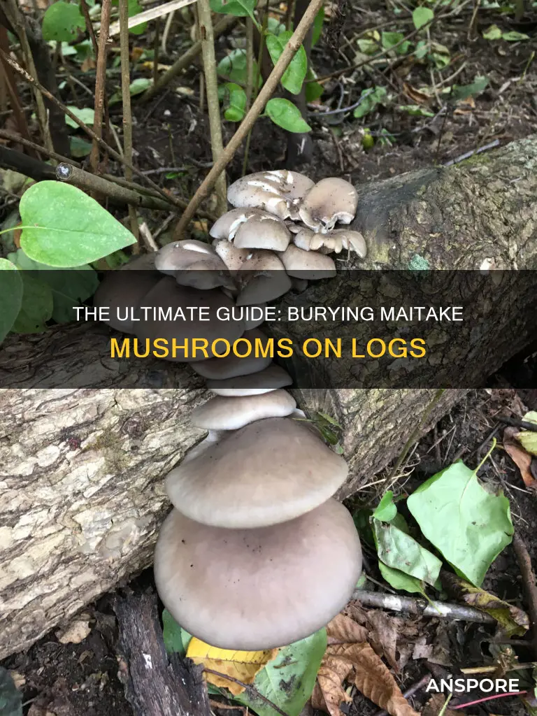 how tho bury maitake mushrooms onlogs