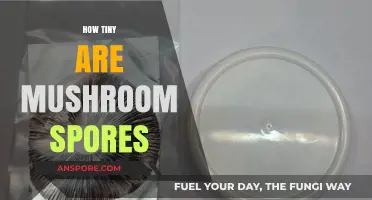 Unbelievably Small: The Astonishing Size of Mushroom Spores Revealed