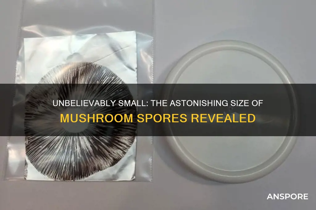 how tiny are mushroom spores