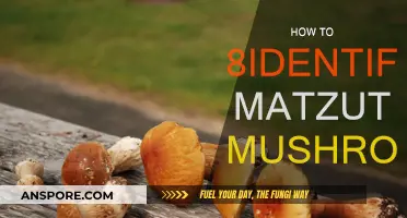 Identifying Matsutake Mushrooms: A Guide