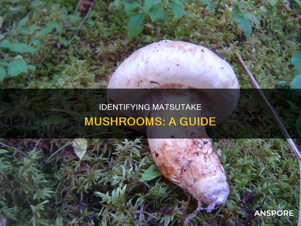 how to 8identify matzutaki mushroom