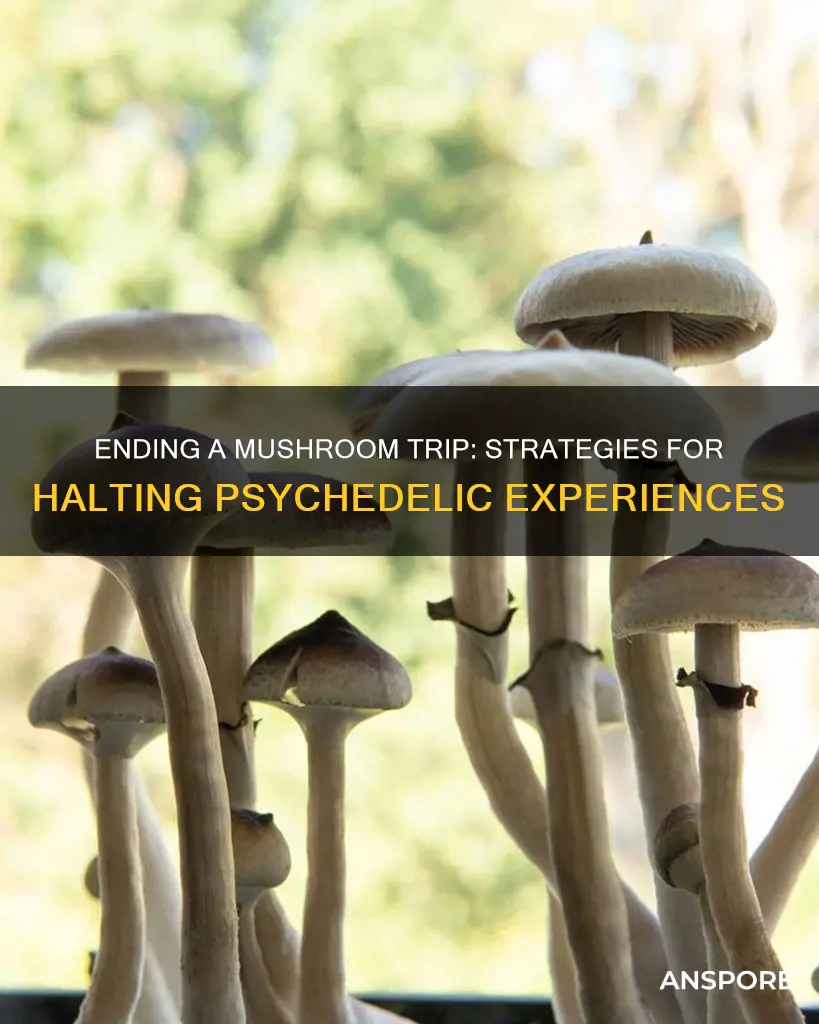 how to abort a mushroom trip