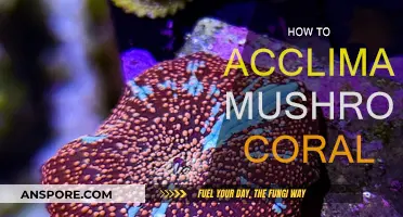 Acclimating Mushroom Coral: A Step-by-Step Guide for Beginners