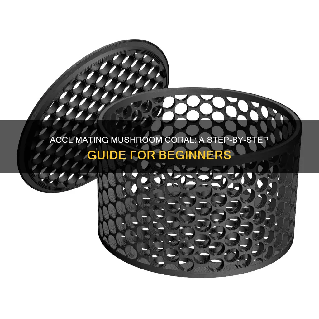 how to acclimate mushroom coral