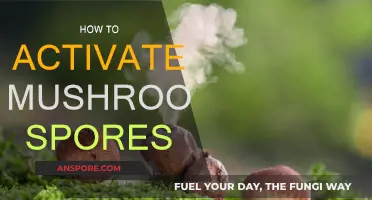 Activating Mushroom Spores: A Step-by-Step Guide to Success
