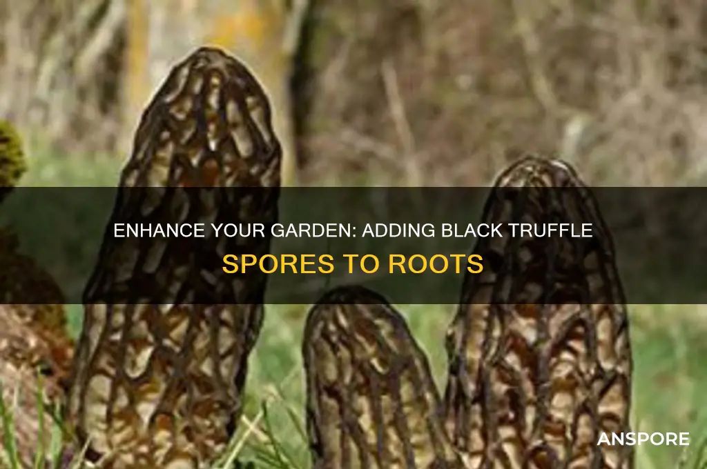 how to add black truffles spores to roots