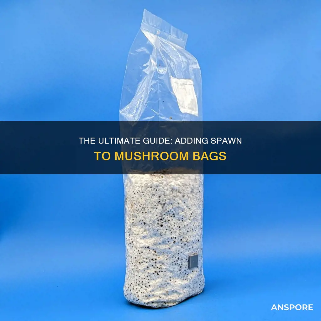 how to add spawn to a mushroom bag