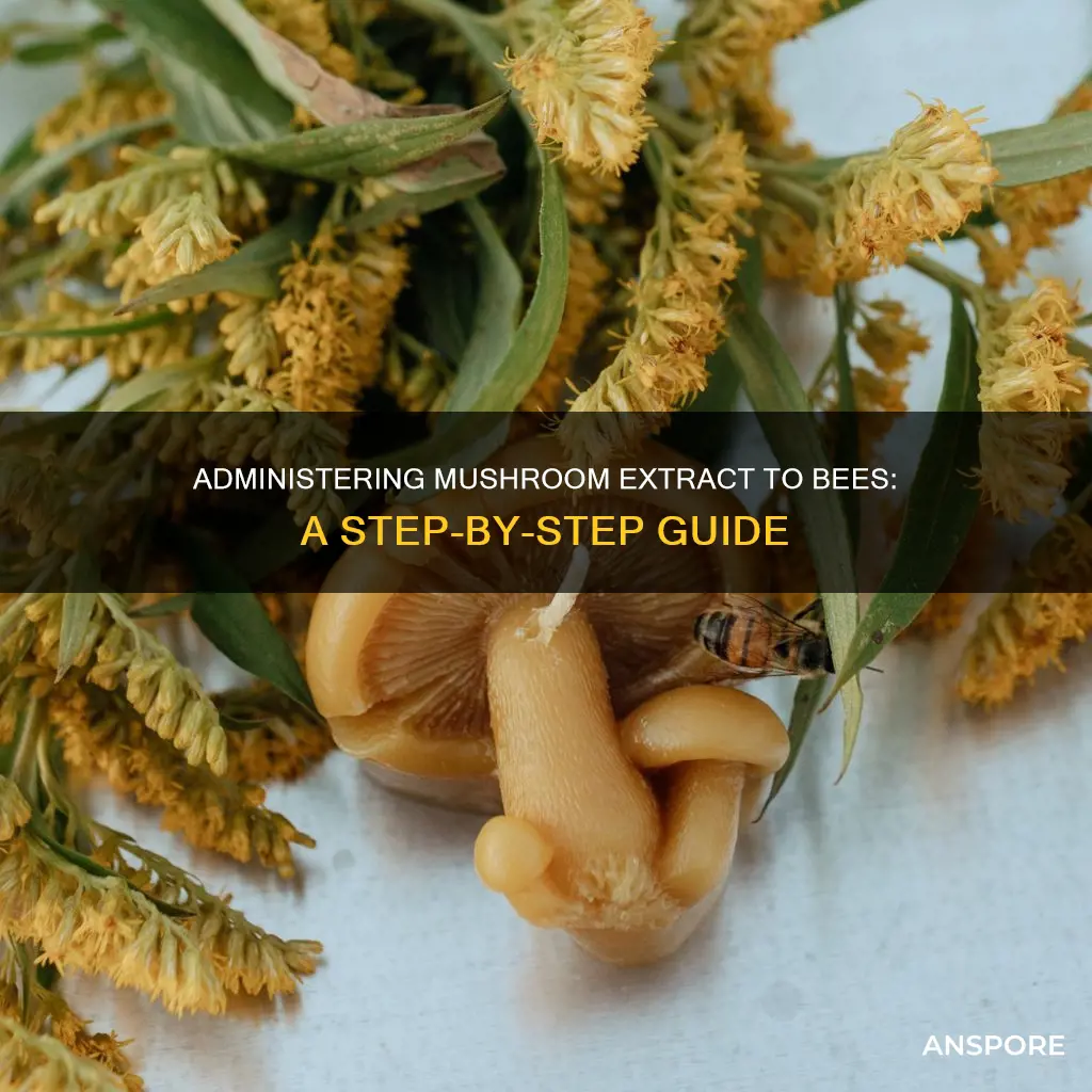 how to administer mushroom extrac to bees
