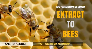Mushroom Extract: A Natural Remedy for Bees