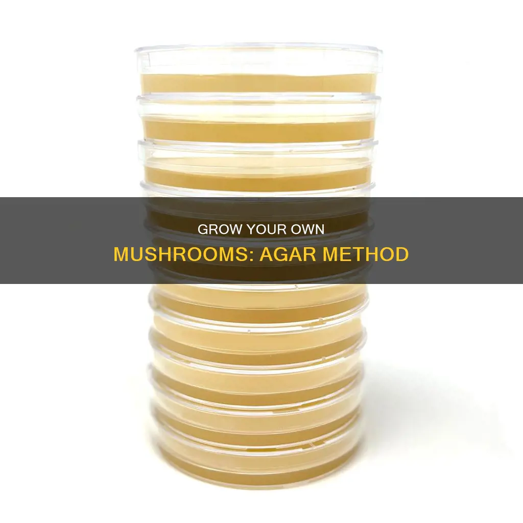 how to agar mushrooms