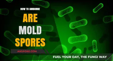 Understanding Mold Spores: How They Become Airborne and Spread