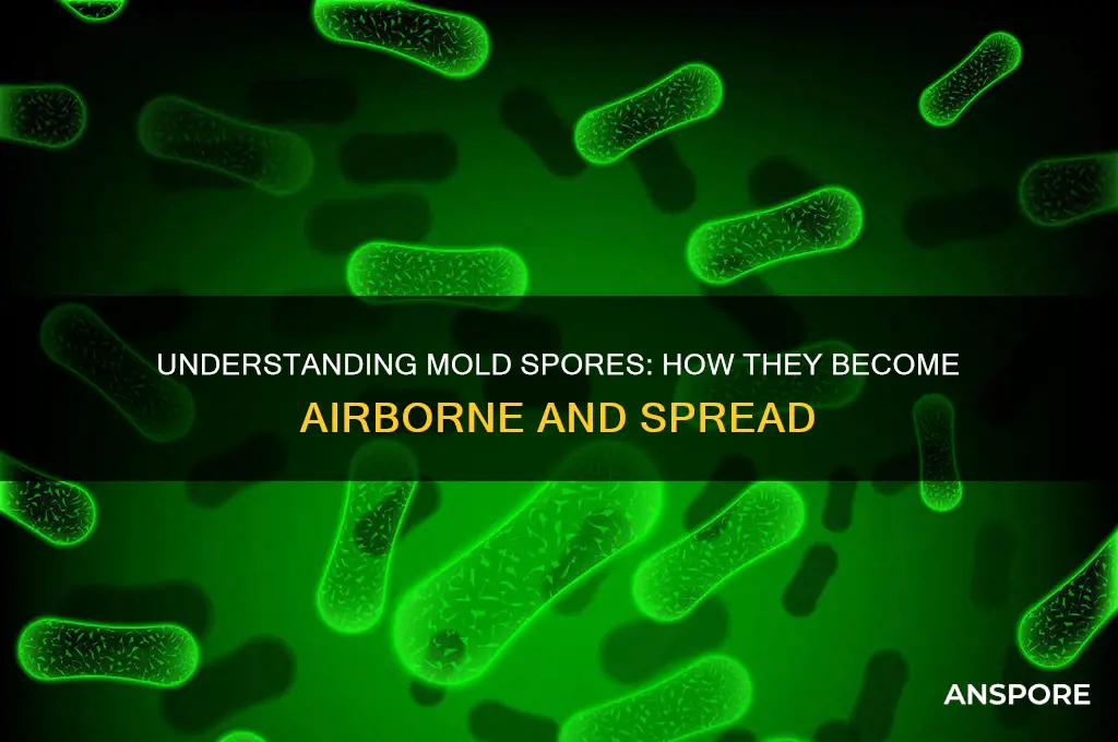 how to airborne are mold spores