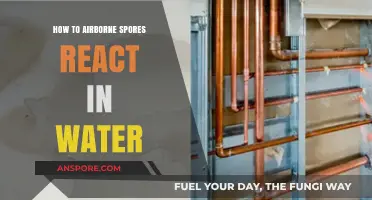 Airborne Spores in Water: Reactions, Survival, and Environmental Impact