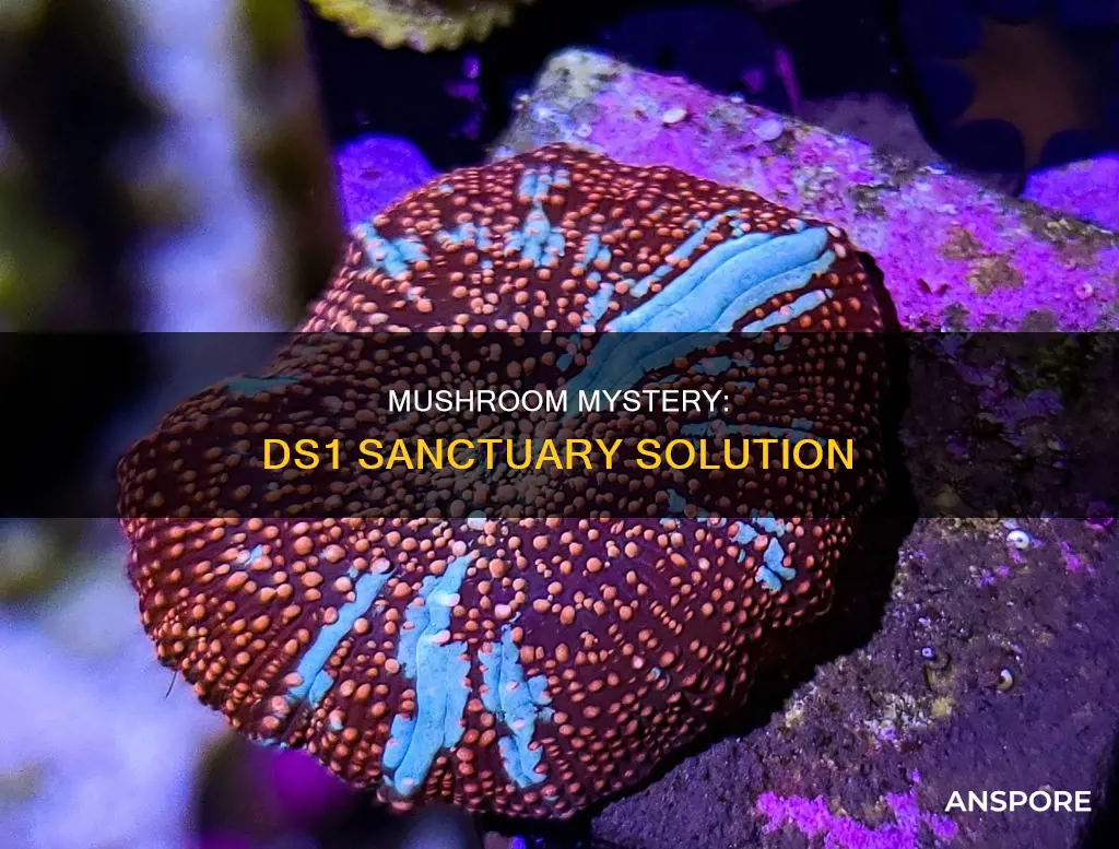 how to answer the mushroom in the sanctuary ds1