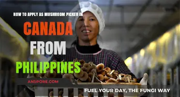 Apply as a Mushroom Picker in Canada from the Philippines: A Guide