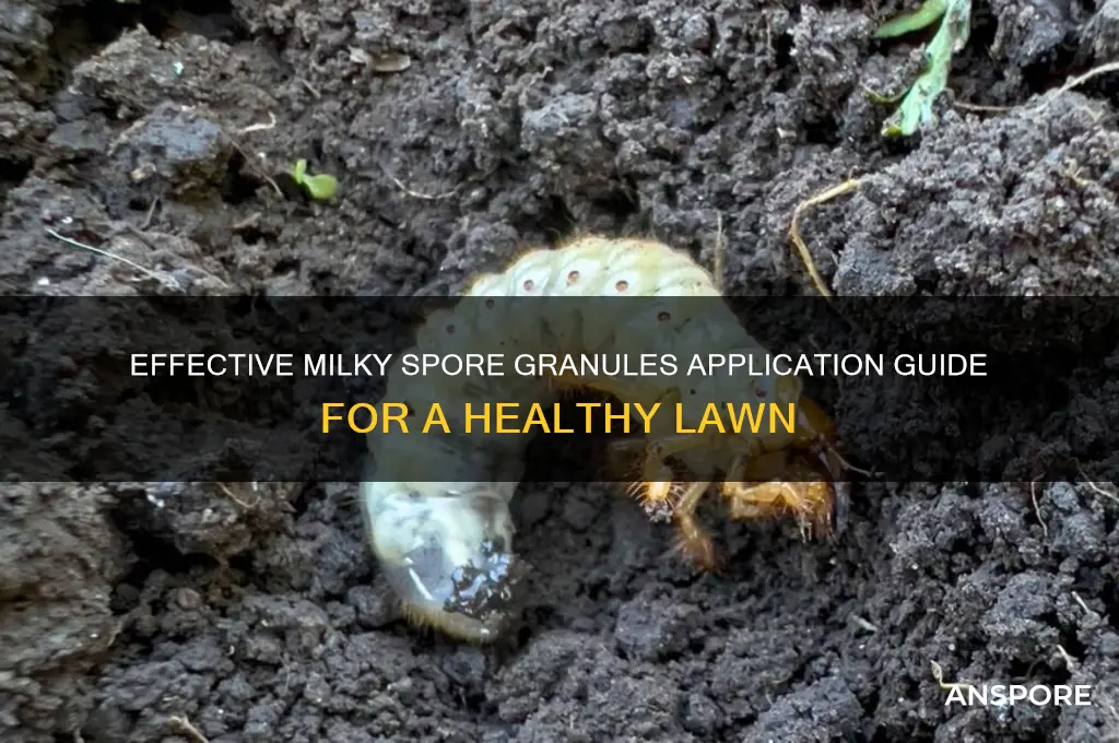 how to apply milky spore granules to lawn