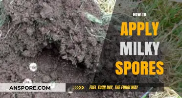 Effective Milky Spore Application: A Step-by-Step Guide for Grub Control