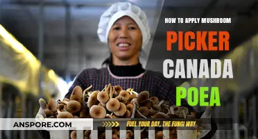Canada POEA Mushroom Picker Application Guide: Steps to Apply