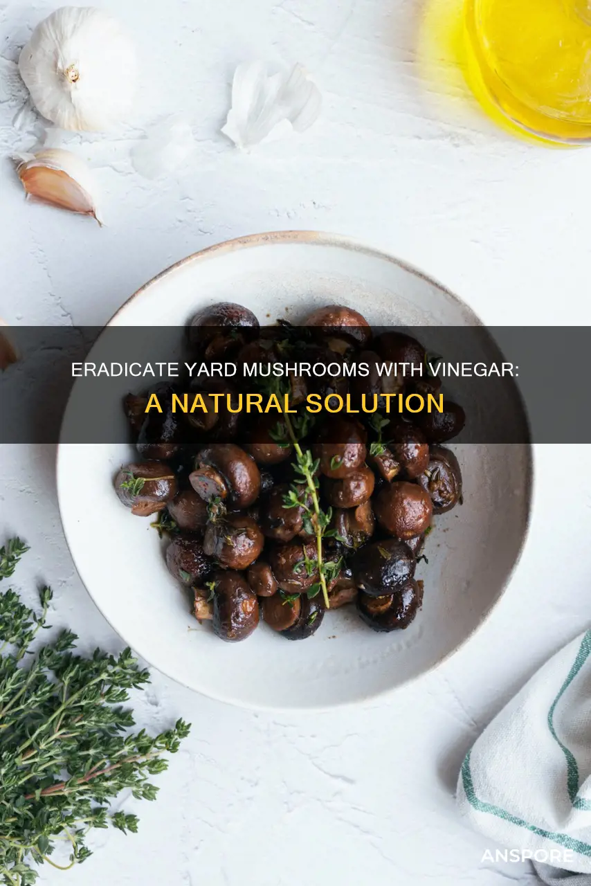 how to apply vinegar to kill mushrooms in yard