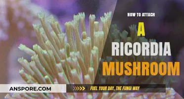 Attaching a Ricordia Mushroom: Tips for Success