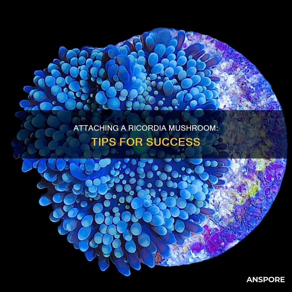 how to attach a ricordia mushroom