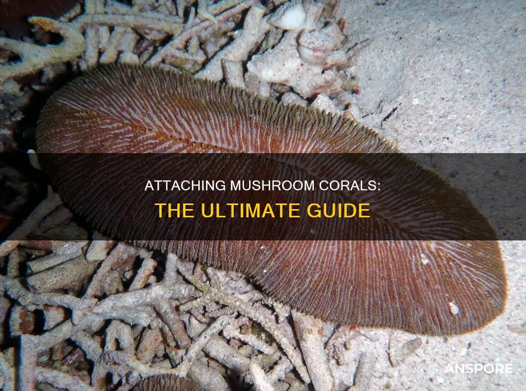 how to attach mushroom coral