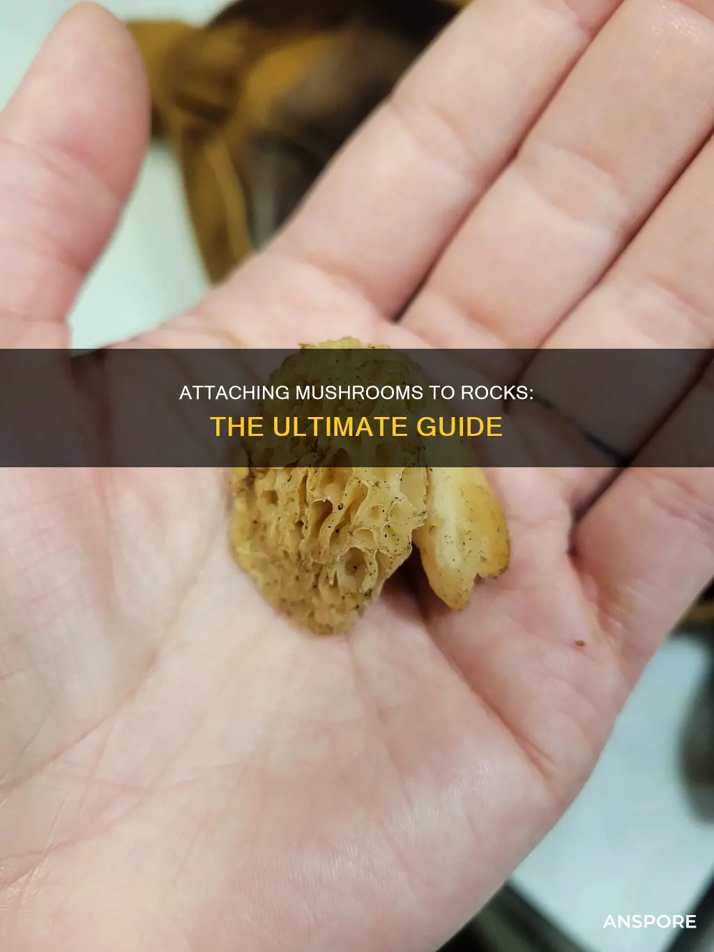 how to attach mushroom to rock