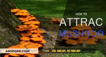 Attracting Mushrooms: The Ultimate Guide to Mushroom Cultivation