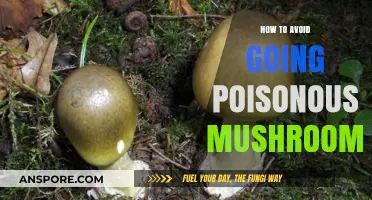 Safely Foraging: Expert Tips to Avoid Poisonous Mushrooms in the Wild