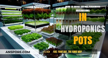 Preventing Poisonous Mushrooms in Hydroponics: Safe Growing Tips