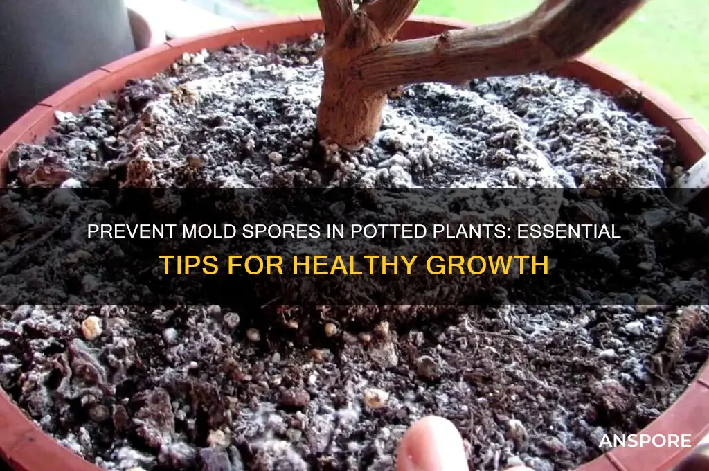 how to avoid mold spores in potted plants