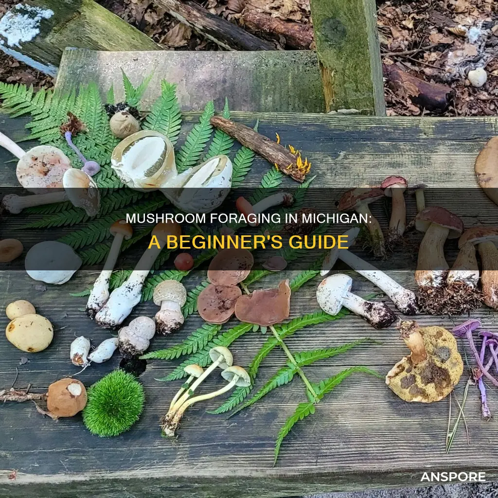 how to be a mushroom forager in michigan
