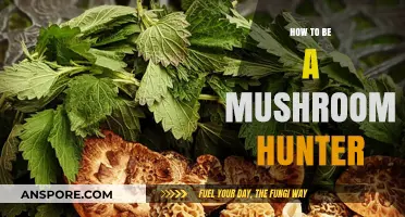 Mushroom Hunting: A Beginner's Guide to Foraging