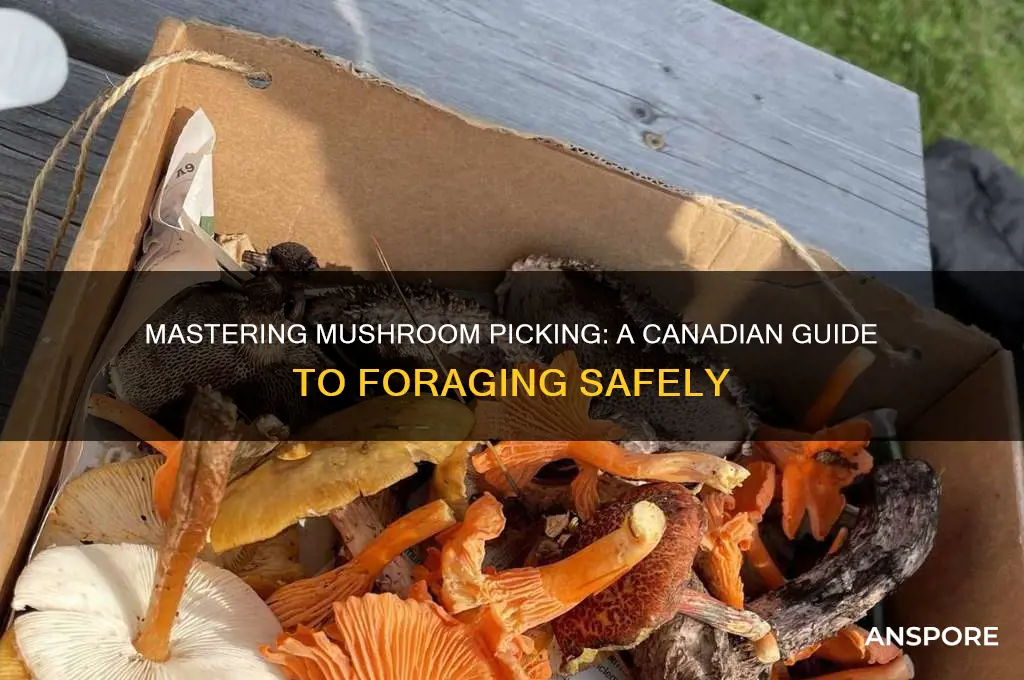 how to be a mushroom picker in canada