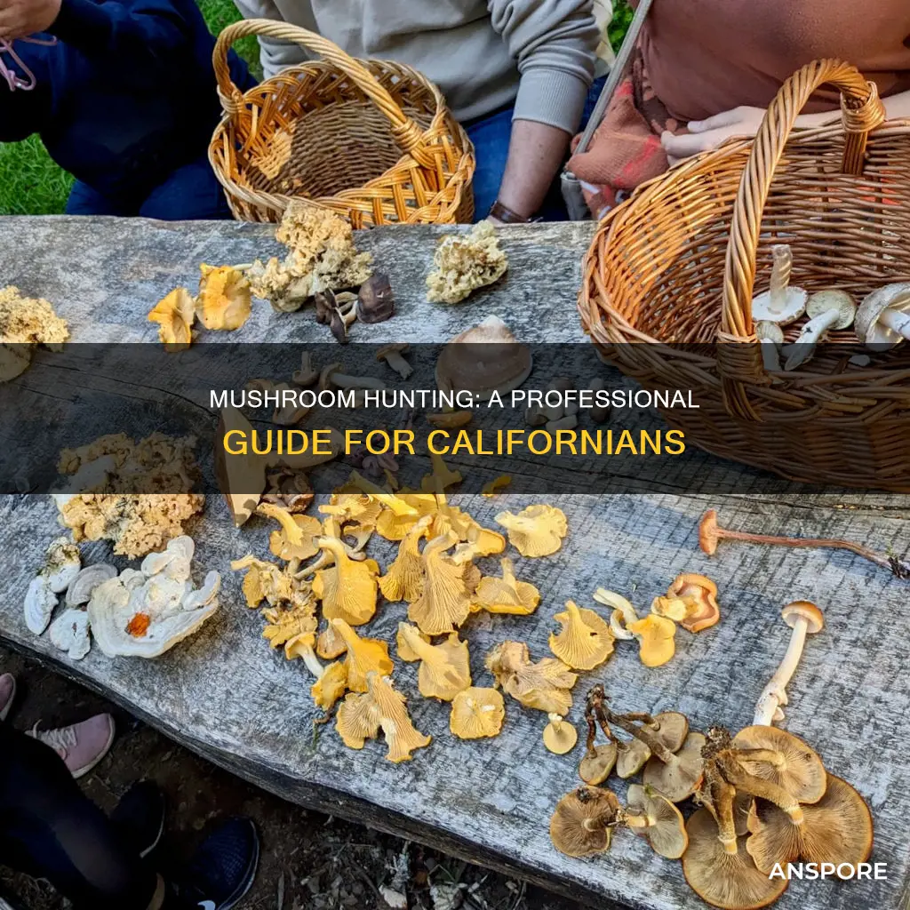 how to be a professional mushroom hunter in california