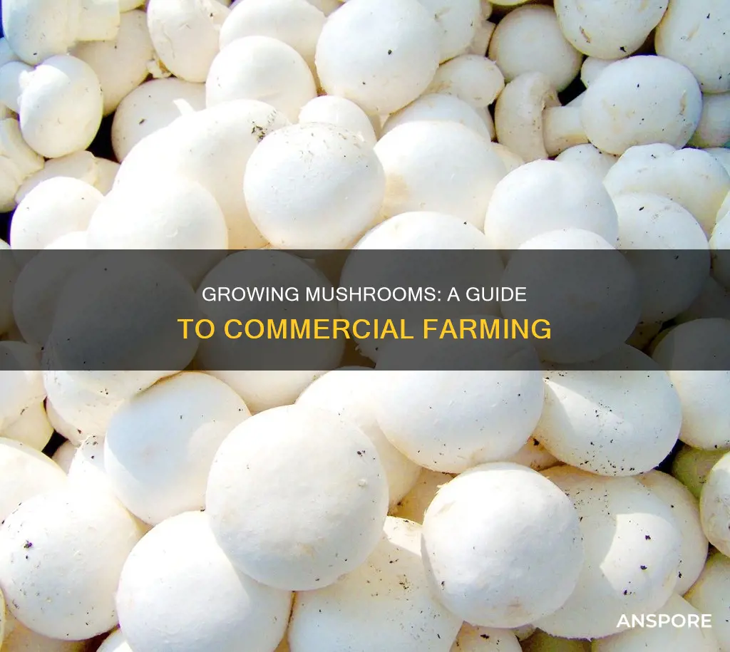how to become a comericial mushroom farmer