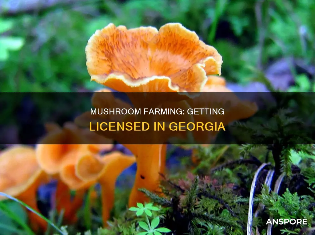 how to become a licensed mushroom farmer in georgia