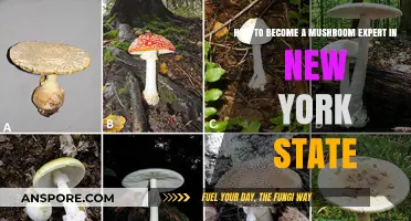 Mushroom Expertise: New York's Foraging Adventure