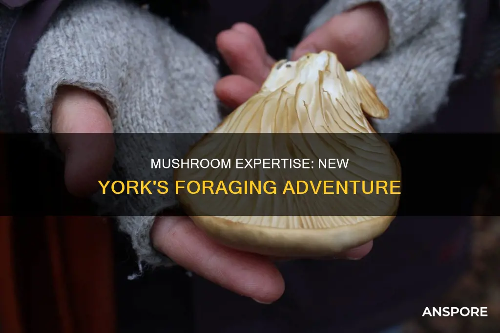how to become a mushroom expert in new york state