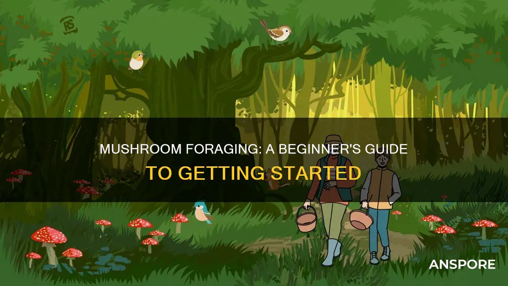 how to become a mushroom forager
