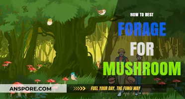 Foraging Mushrooms: A Guide to Finding the Best
