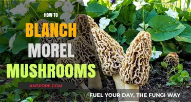 Mastering Morel Mushrooms: A Simple Guide to Blanching Morel Mushrooms