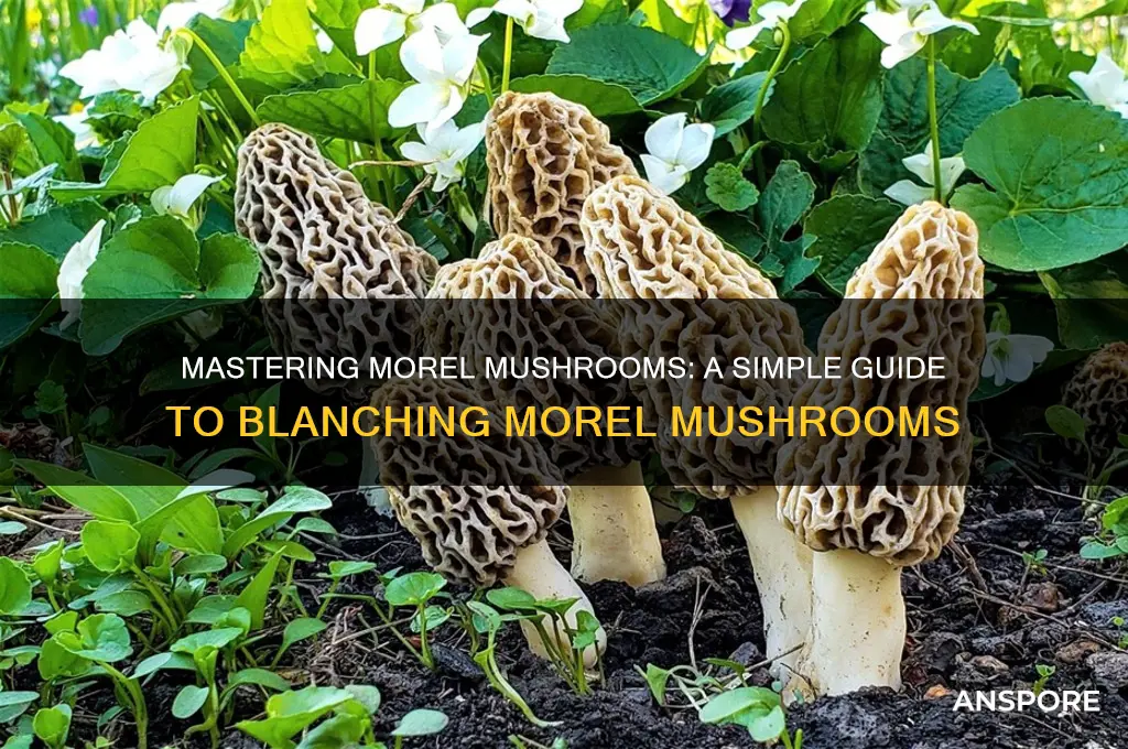 how to blanch morel mushrooms