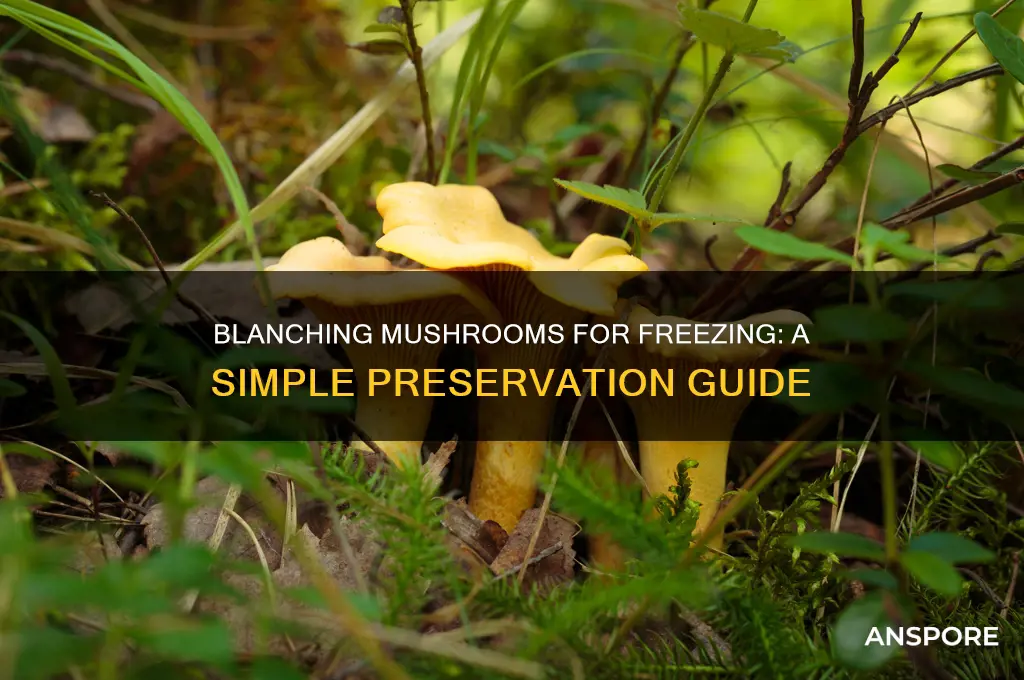 how to blanch mushrooms for freezing