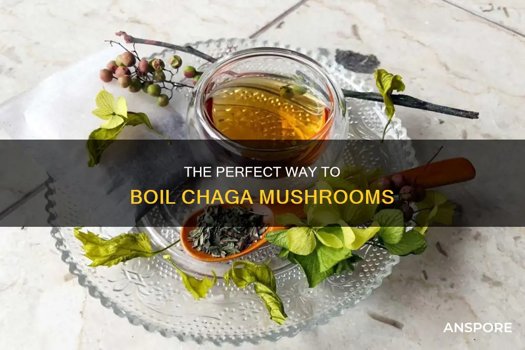 how to boil chaga mushroom