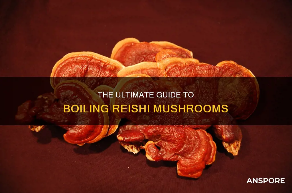 how to boil reishi mushroom
