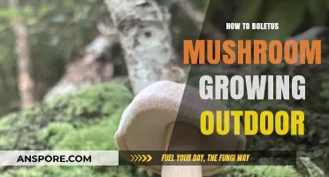 Mastering Outdoor Boletus Mushroom Cultivation: A Step-by-Step Guide